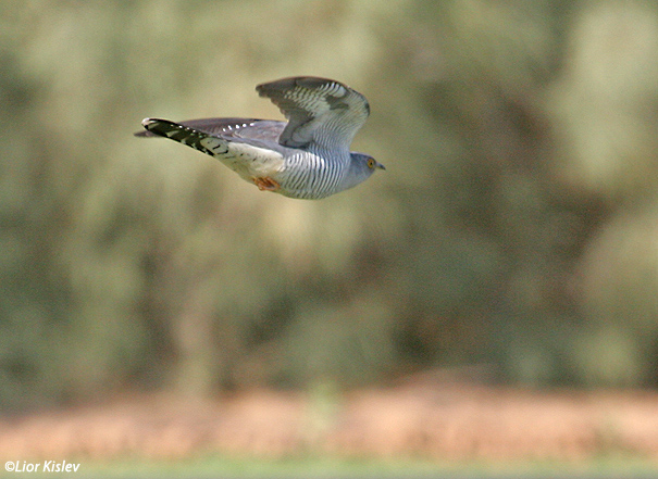 קוקיה אירופית Common Cuckoo Cuculus canorus                                   קיבוץ סמר,הערבה,אפריל 2007.